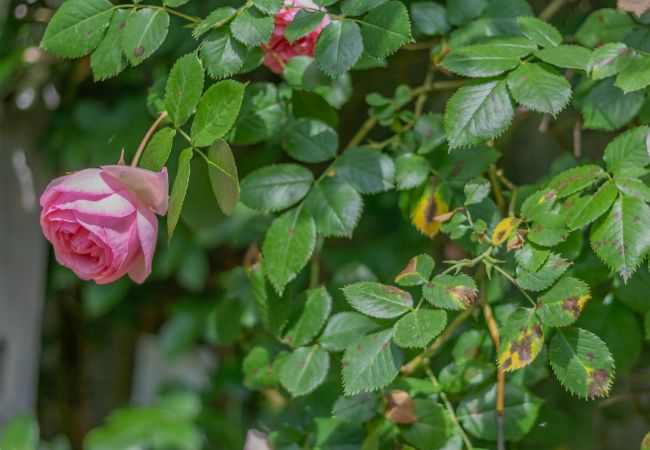 Casa a Lierna - Green Garden House Casa a Lierna - Green Garden House